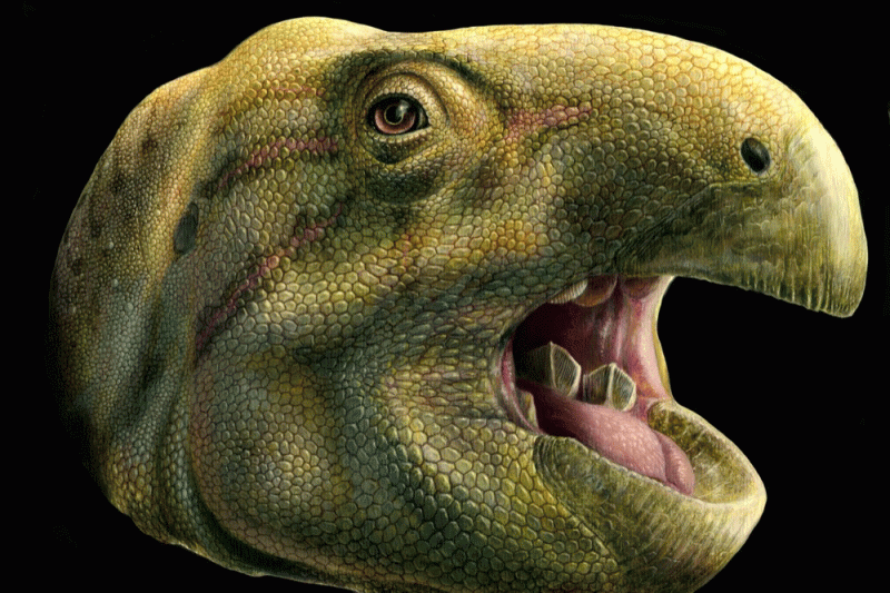 dinosaure-herbivore-enormes-dents